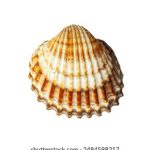 红领巾爱学习第七季答案:探索知识的乐趣与成长之路 4njux3suwm