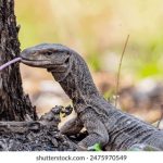 红桃ht56.vip:畅享精彩游戏体验,尽在红桃娱乐平台! 71frkcqf9