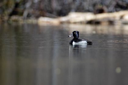 红杏视频欢迎回家：畅享精彩内容与温馨体验